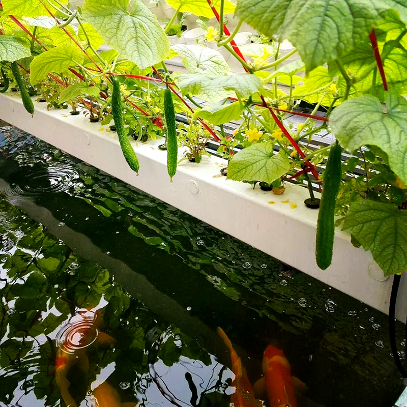 岳阳市大棚鱼菜共生 - 哪里好